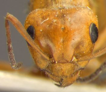 Media type: image;   Entomology 21723 Aspect: head frontal view